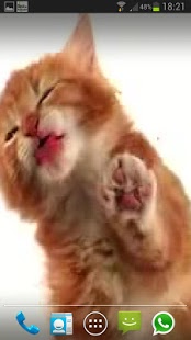 Download CAT LICKS LIVE WALLPAPER FREE